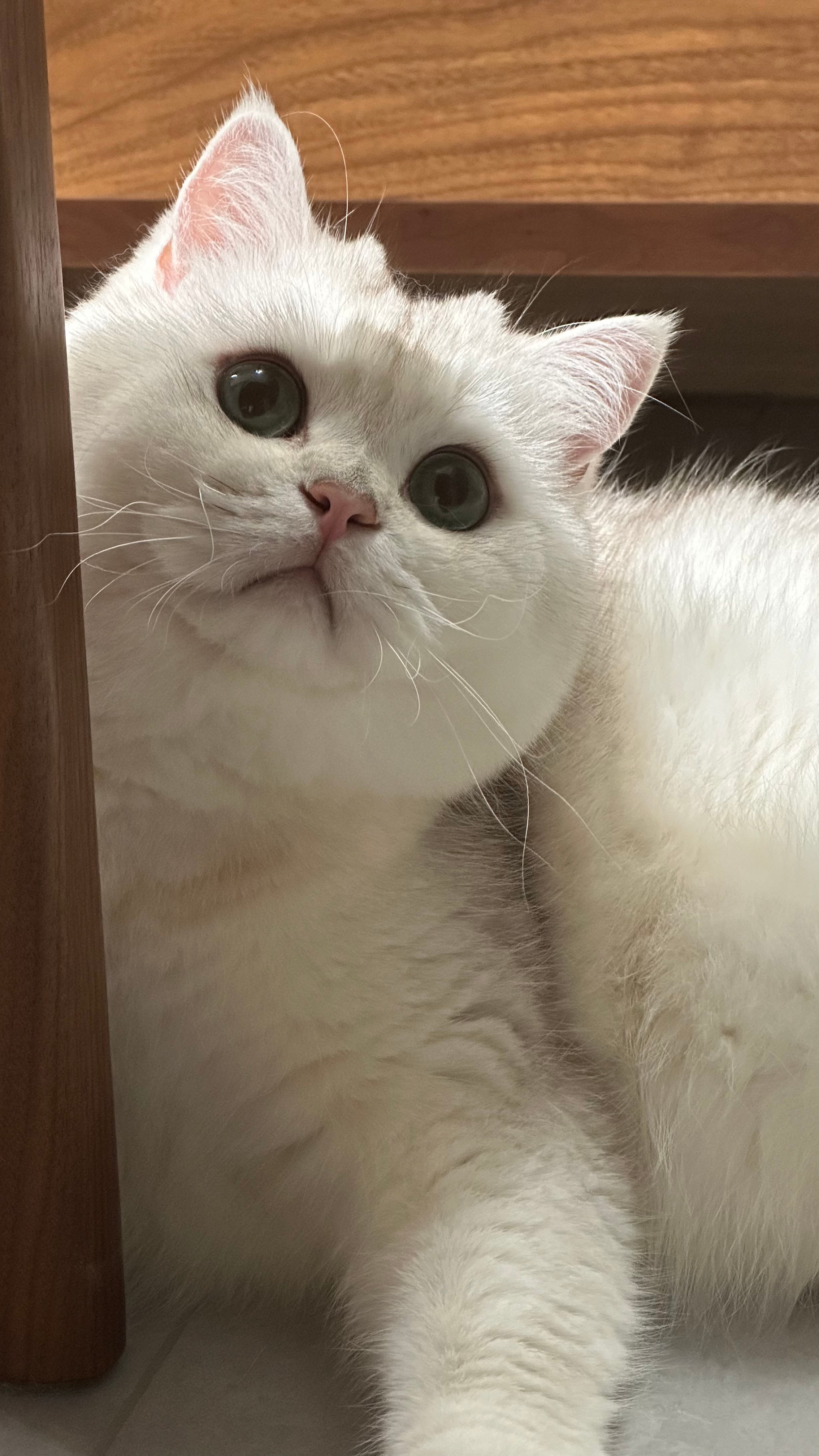 今天欣赏虾滑#辣椒家新家回访##银渐层##英国短毛猫# ​​​