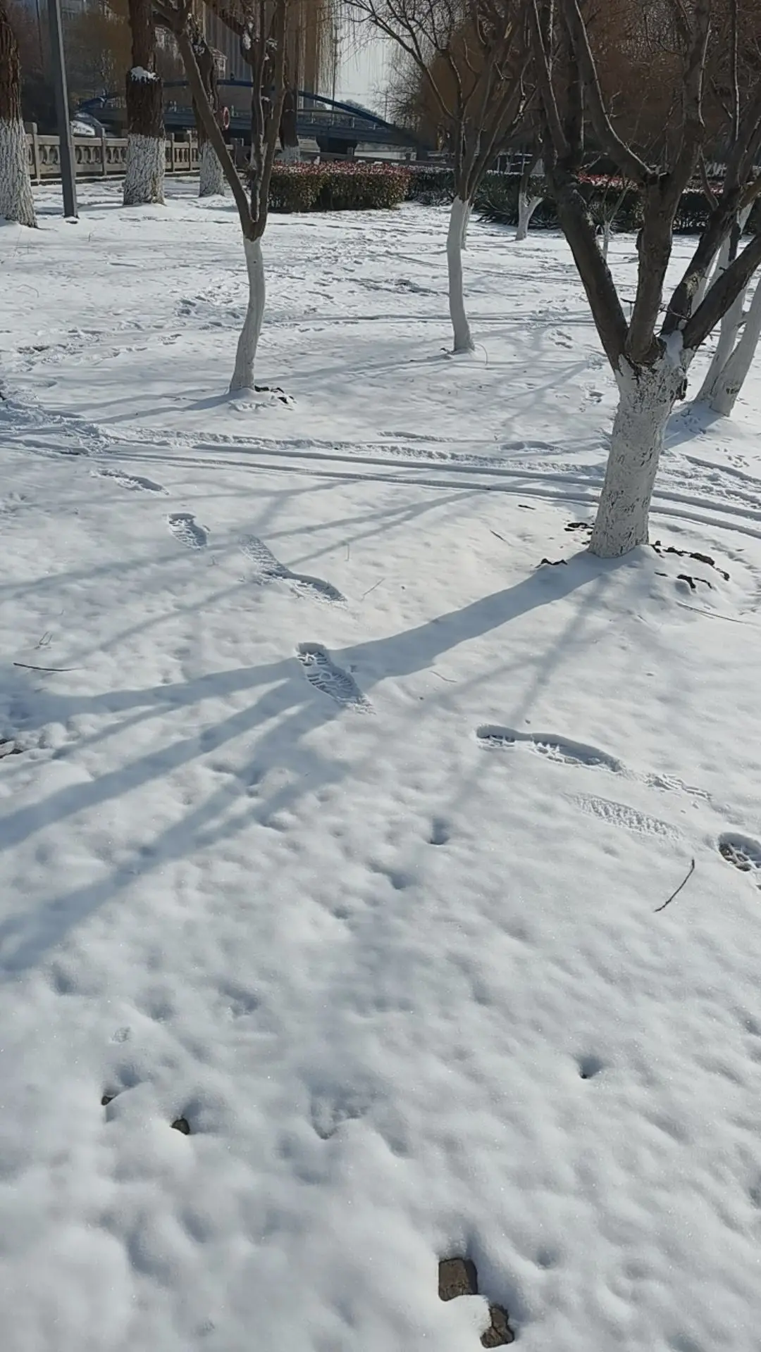 戒指掉雪地了，求助寻找方法！1月20日