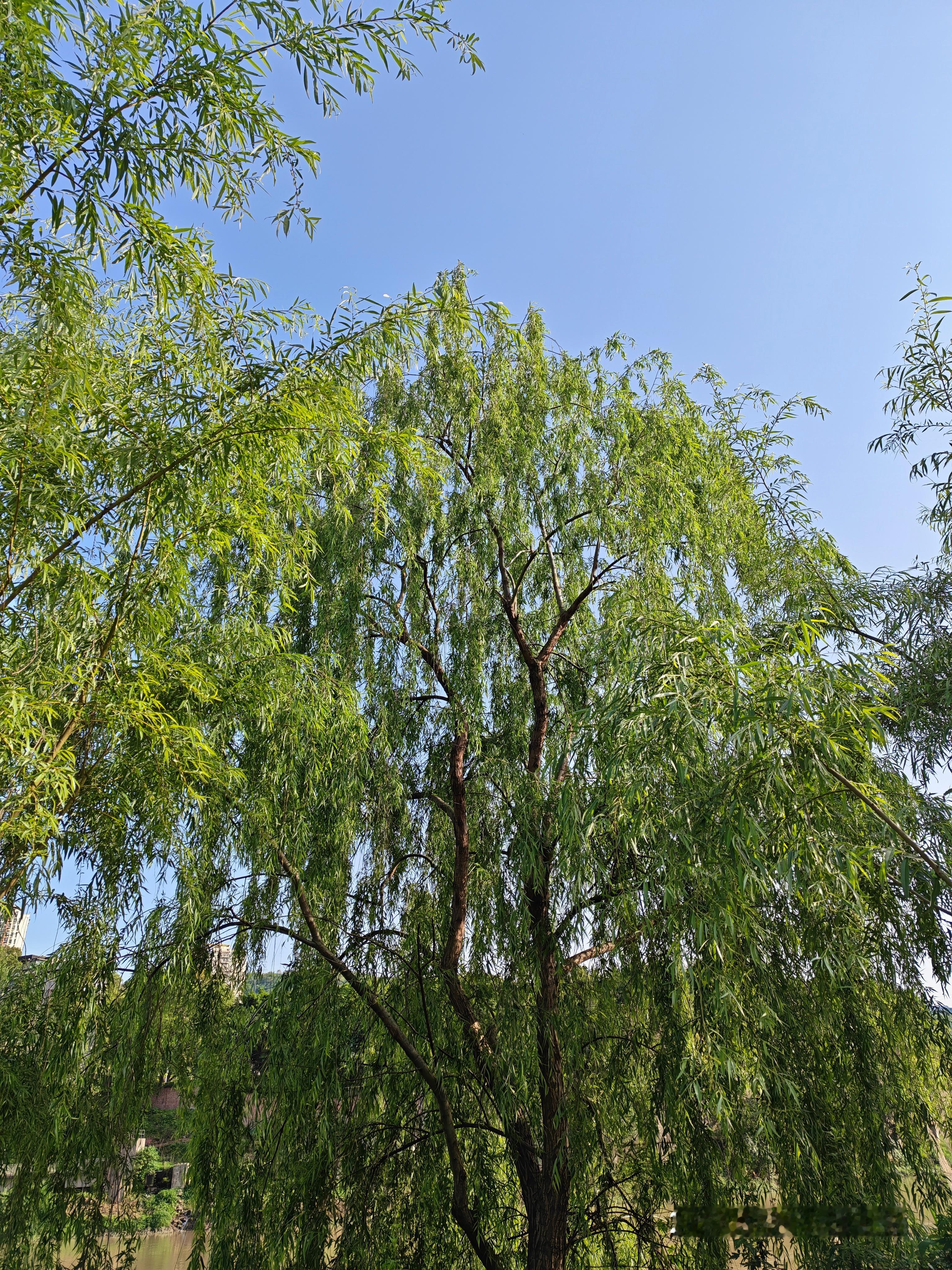 立夏为啥要称体重今日立夏：称体重的古老智慧今天是2026年5月5日，农历三月十九