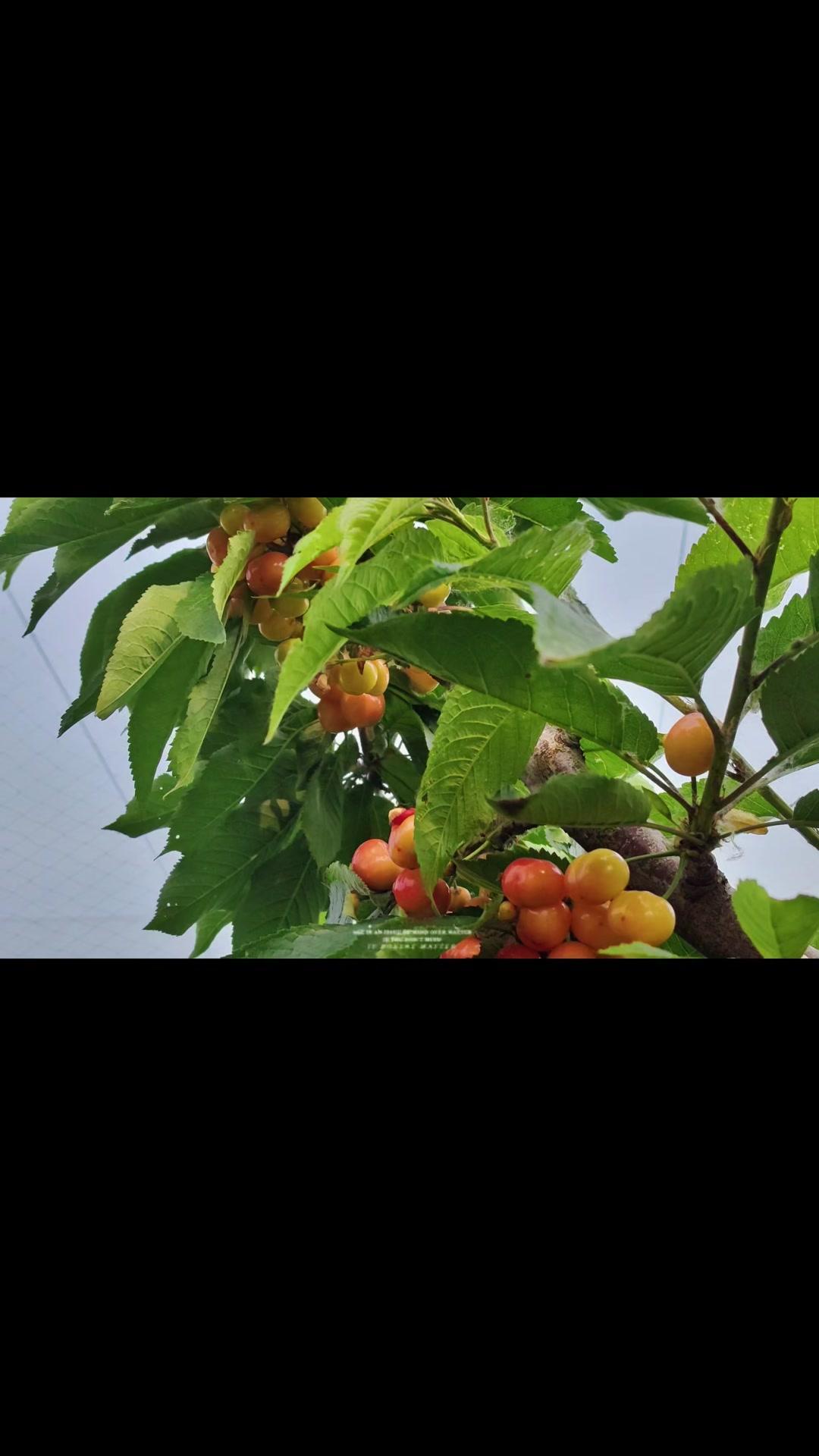枝头樱桃渐染胭脂红，正是采摘尝鲜的好时节。自家果园里的甜蜜，咬一口满是汁水，鲜甜