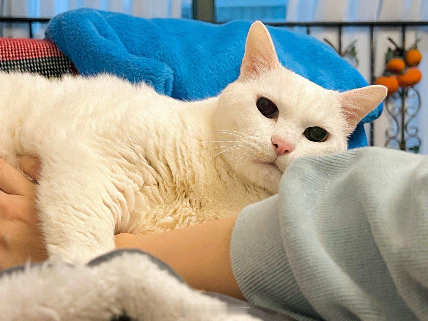 給老吉揉肚肚～ 