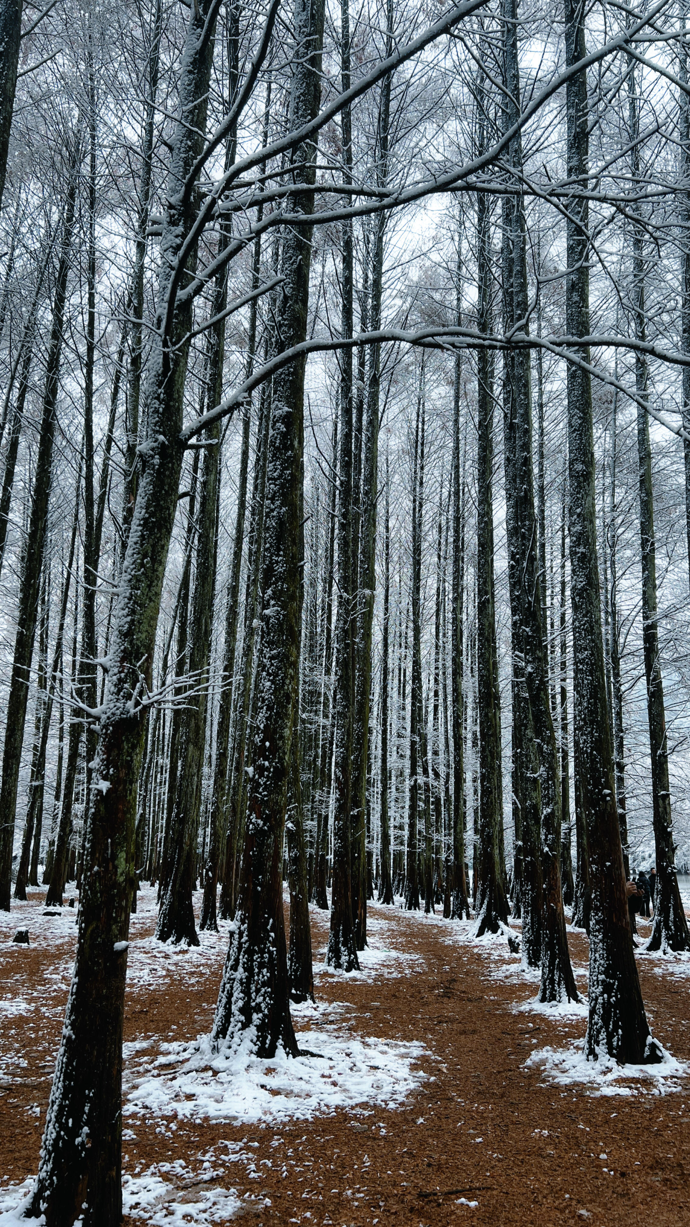 陕西人有自己的长白山……太震撼了！！ 