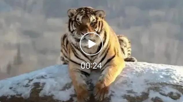 吉林护林员被400斤巨虎跟踪3天，绝望举柴刀对峙，看清虎脖瞬间泪崩
 
隆冬的吉