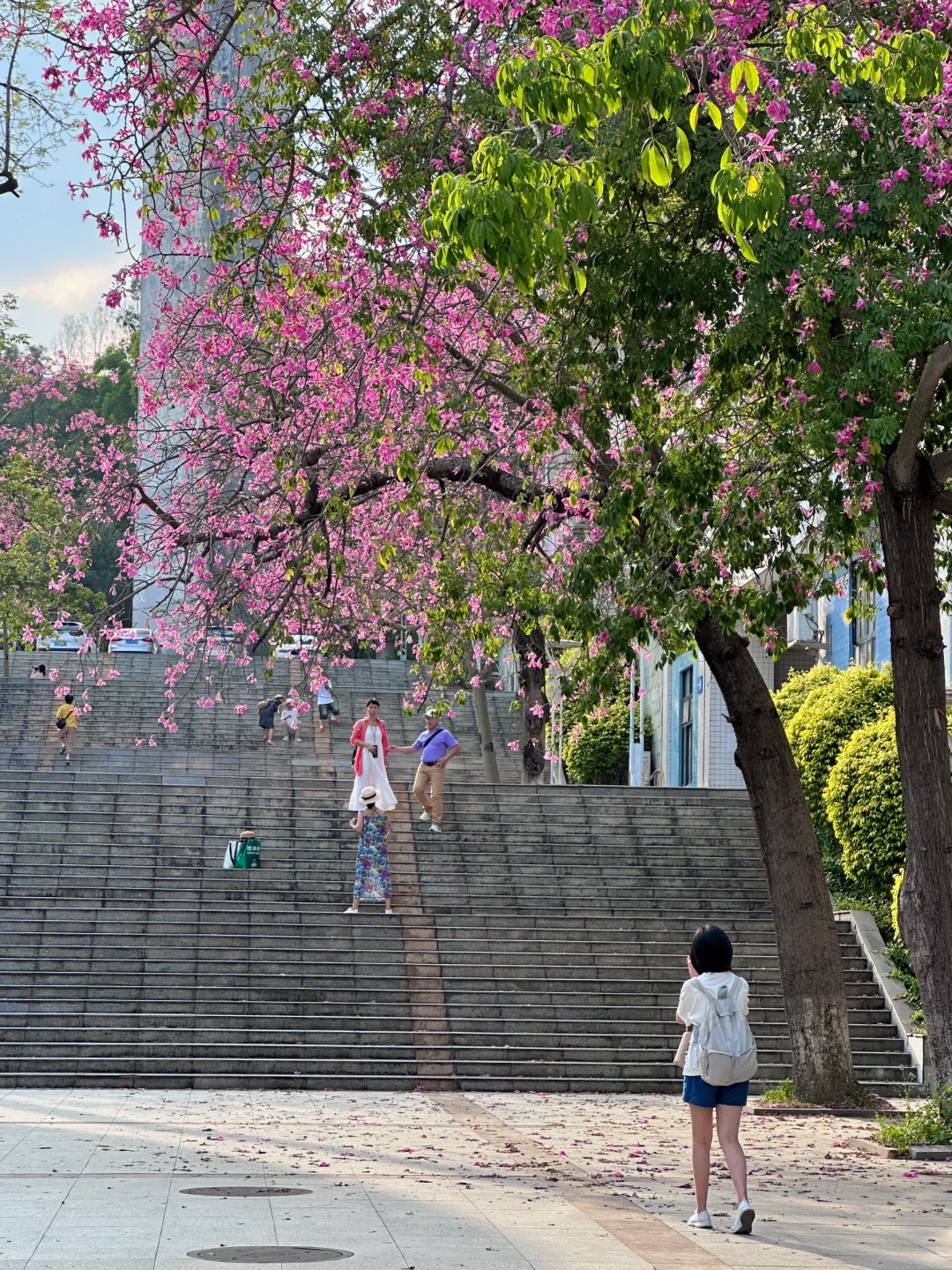 华农秋日异木棉花开🌸好像走进漫画校园