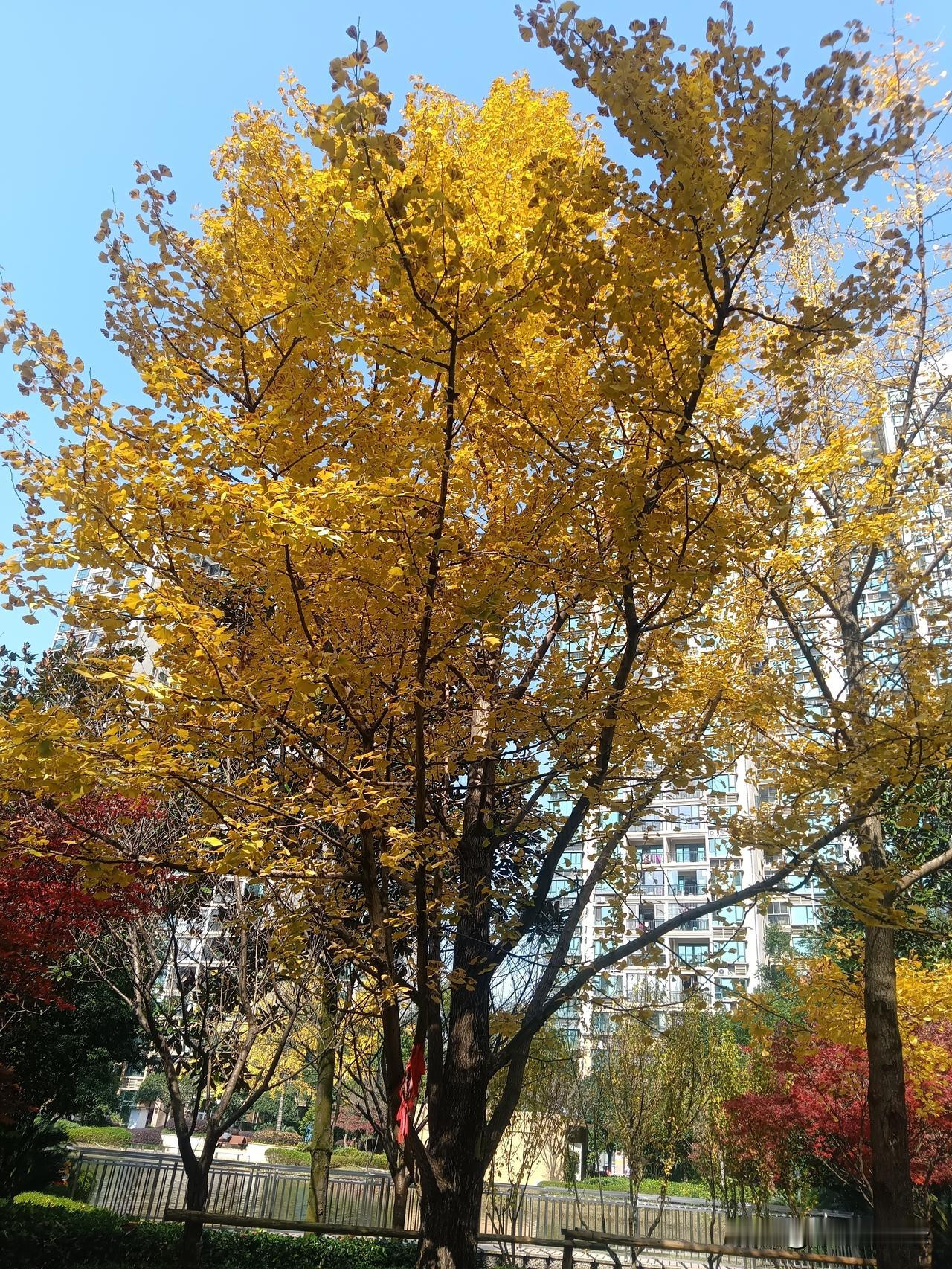 一进小区抬眼就撞进一捧鎏金——银杏把整季的阳光都揉进了叶尖，风过处，碎金簌簌落满