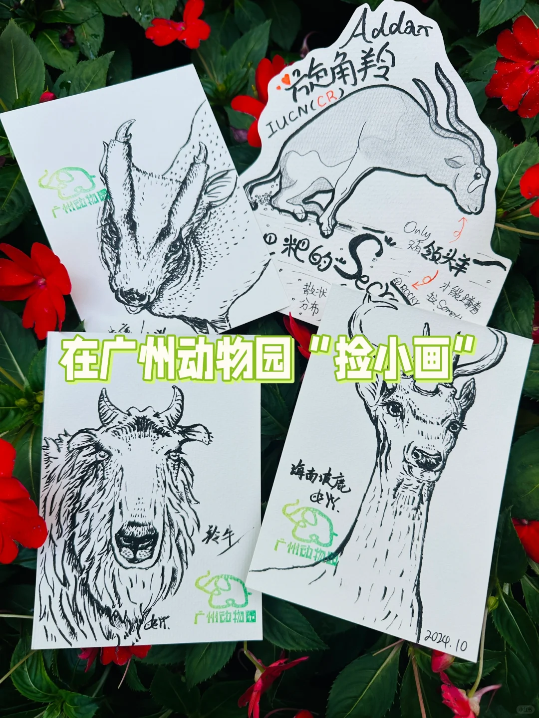 我在广州动物园“捡小画”（喜欢就带走吧！）
