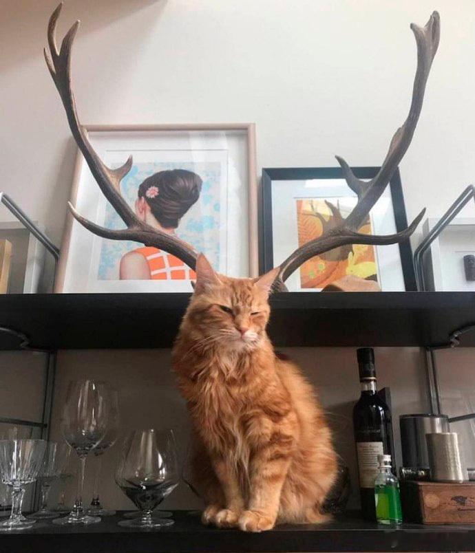 哈基麋,猫德 ​​​