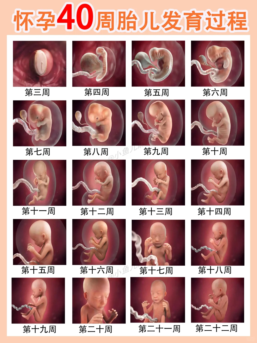 怀孕1-40周胎儿发育成长历程❗️