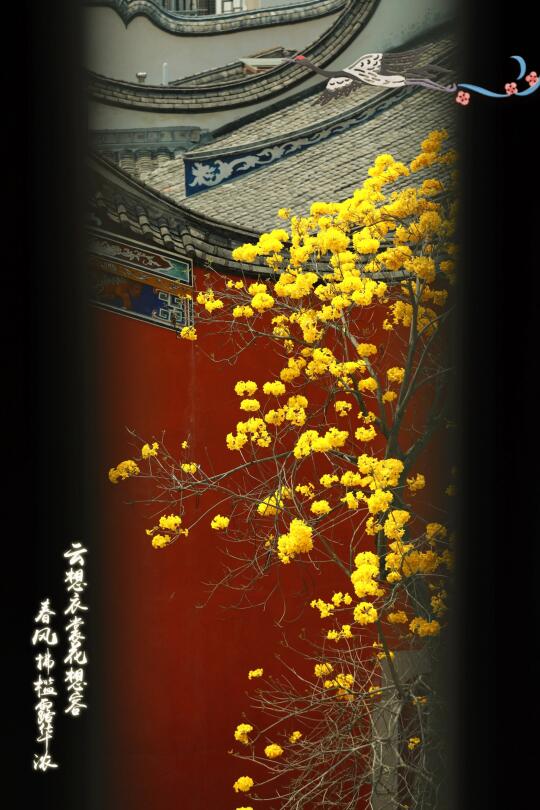 红墙黄花！福州最有意境的黄花风铃木！