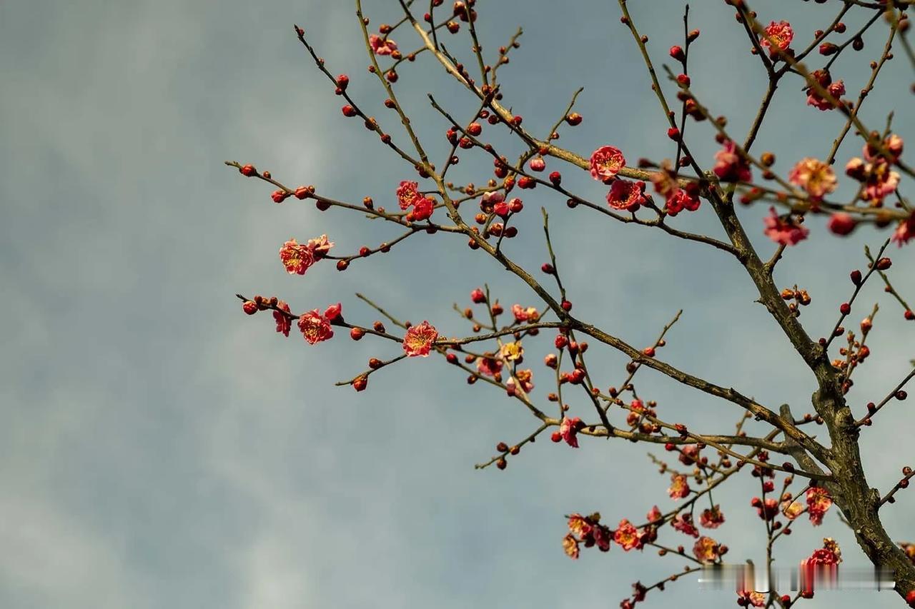 今年京城的梅花比往年提前了不少，明城墙遗址公园下的梅花已经开了不少，更多的也是含