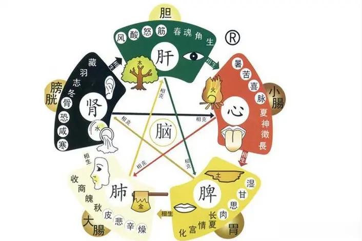 【肝寒多痛、肾寒多尿、脾寒多痰、肺寒多涕、肾寒多尿】一、肝寒多痛。肝主疏泄，当肝