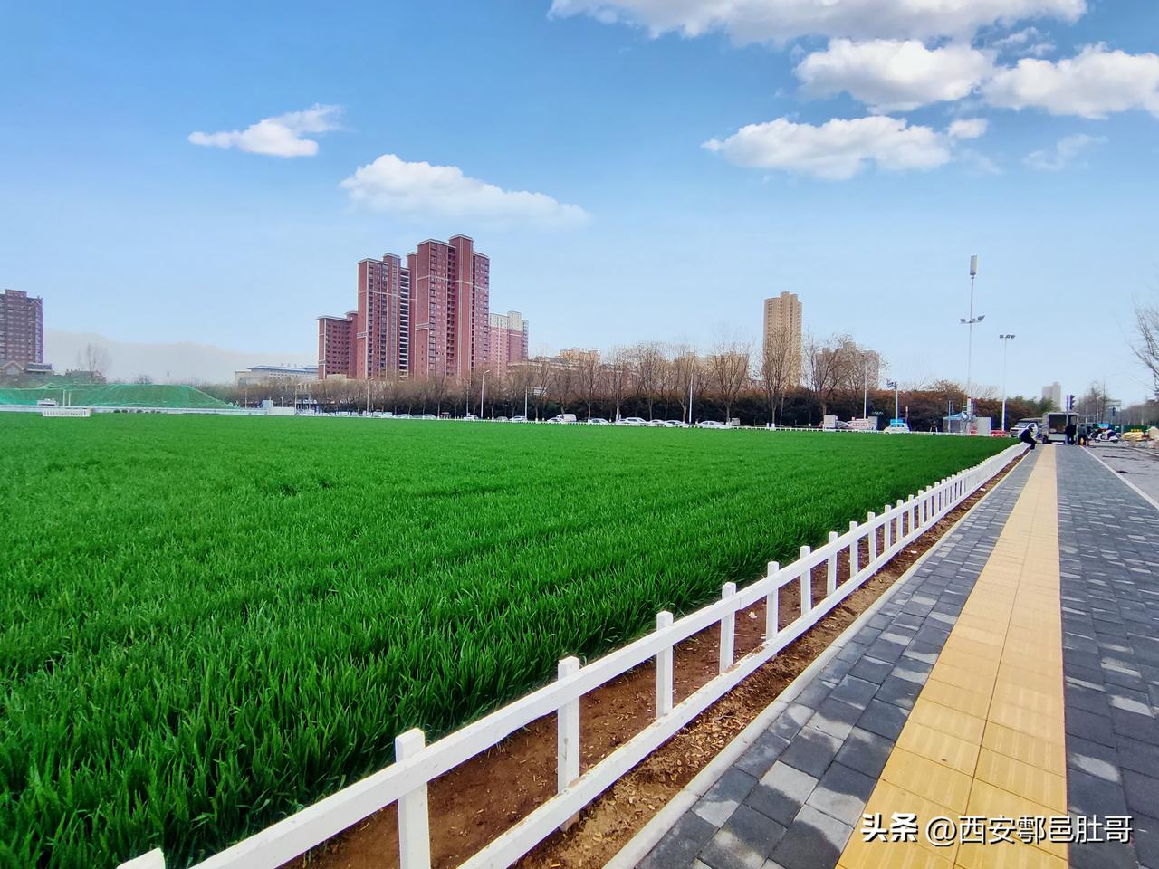 鄠邑城区里这片仅存的麦田简直是个宝藏！它四周被小区和学校环绕，宛如城市中的一抹绿