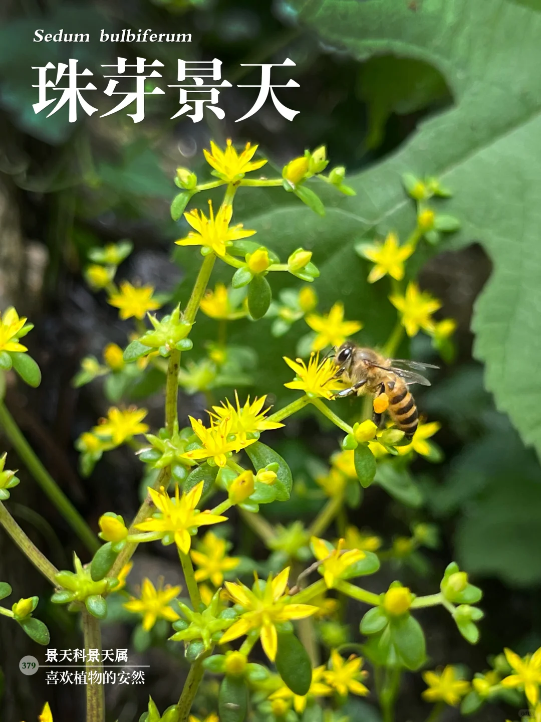 福州植物打标379｜清新淡雅的珠芽景天