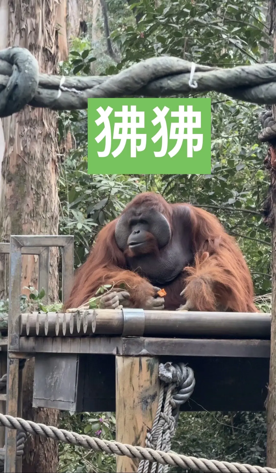 狒狒。金刚