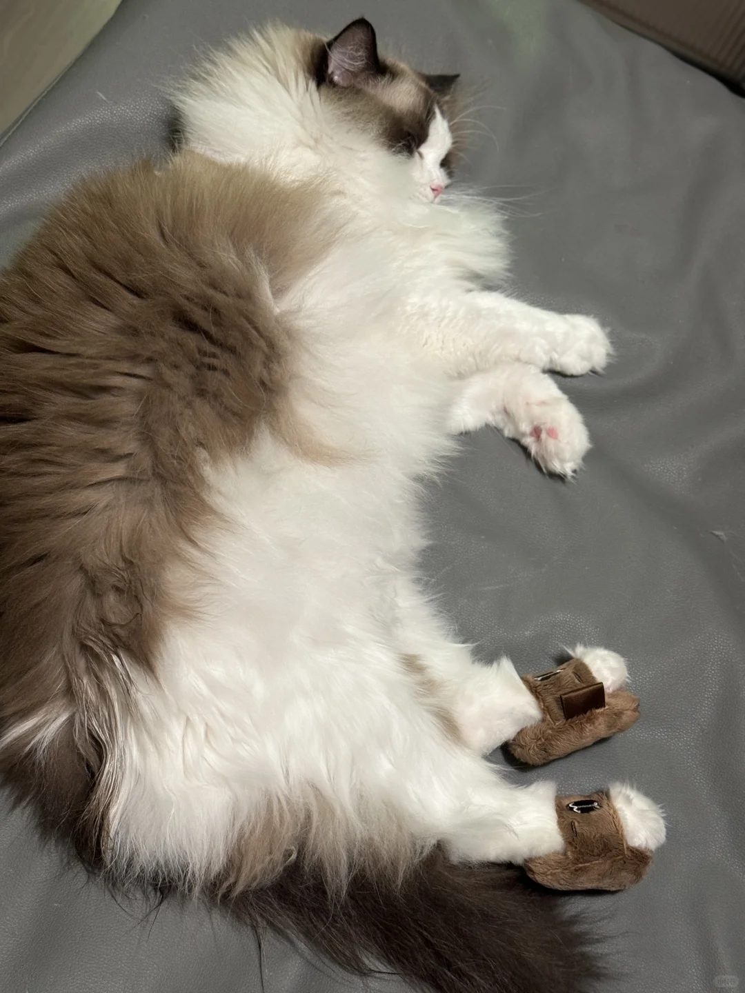 哈吉米麻西袋～猫猫来宠❤️粉啦