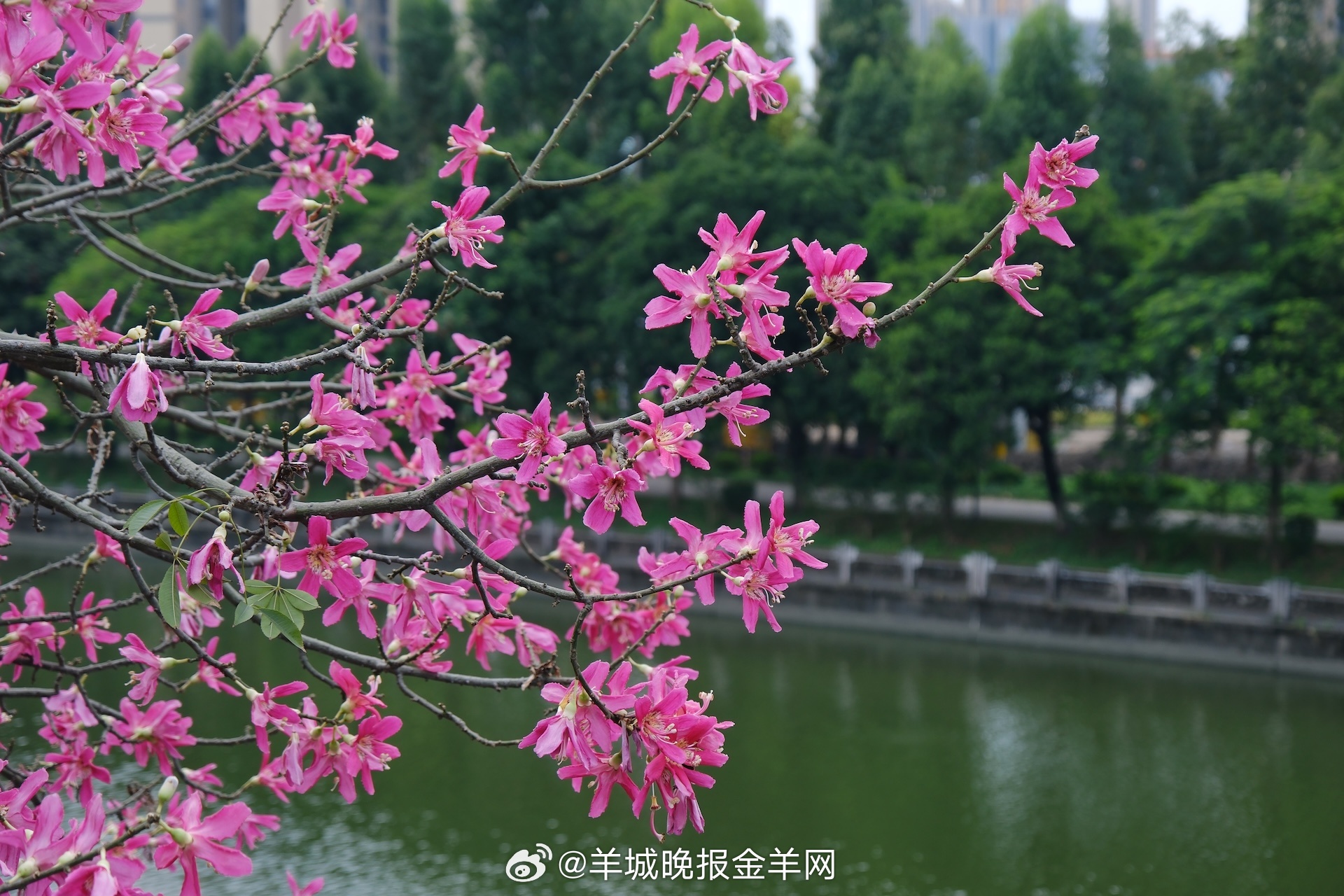 #晚安#头脑有光、见识有广度、心态有温度、生活有热度，人生自会繁花盛开。 ​​​
