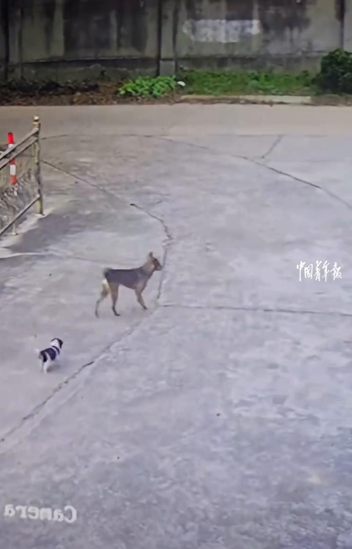 女子的丈夫张先生：11月12日我回家发现这只小狗不见了，我就查监控。
中国青年报