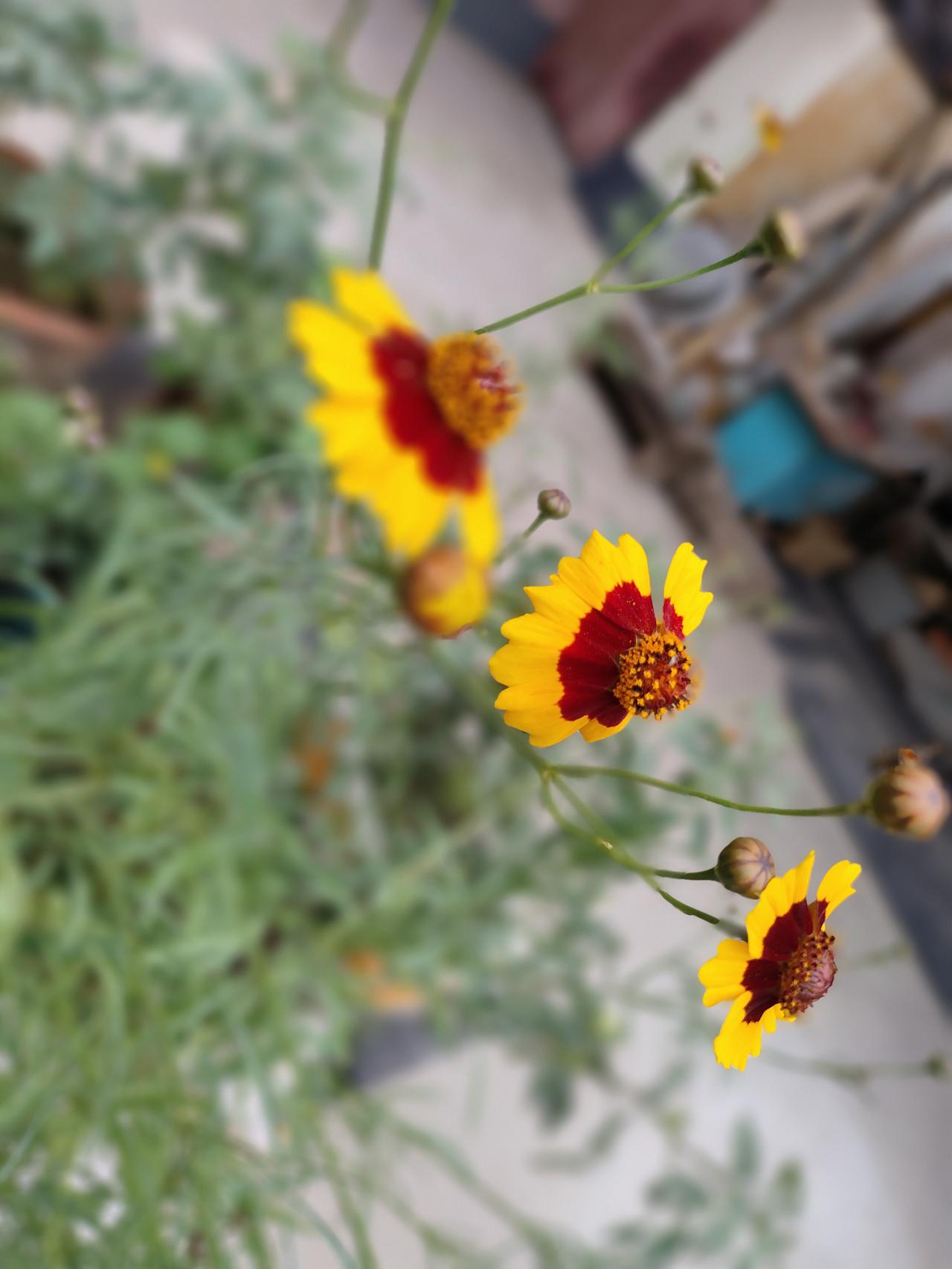 纤细青茎托着黄红相间的小花，层层舒展，花苞错落点缀其间。不与繁花争艳，自在开在小