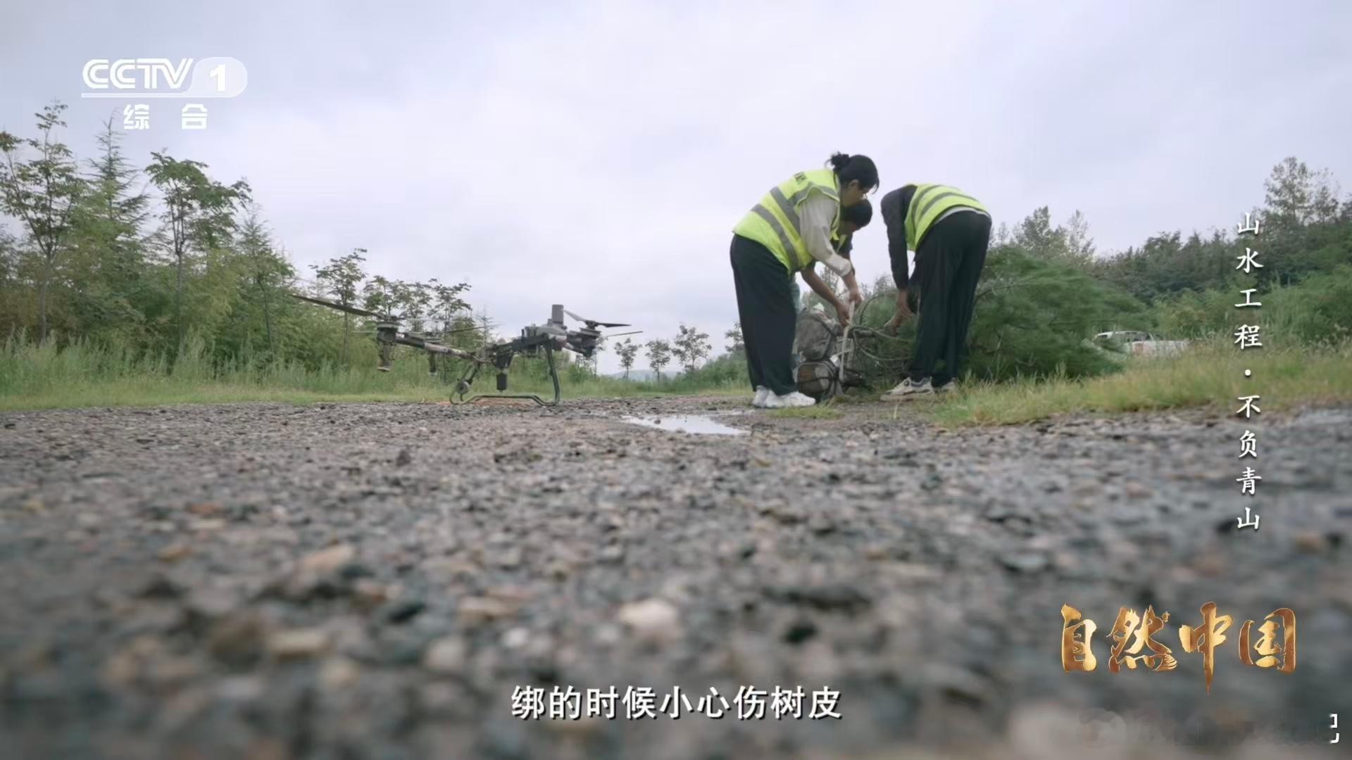 秦岭深处树在天上飞树苗坐无人机空降 面对秦岭复杂的地形，传统种树方式束手无策。而