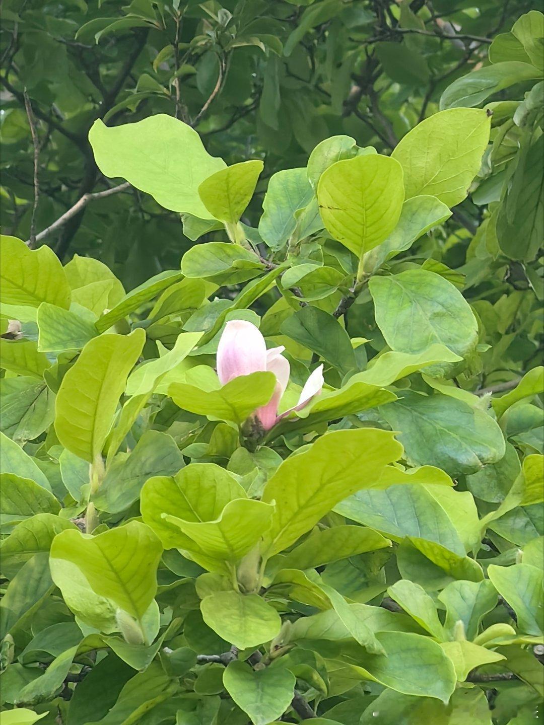 晨练杂记清晨七点太阳当空照听取蝉鸣一片清风吹拂，河水泛起阵阵涟漪七点的天空（图一