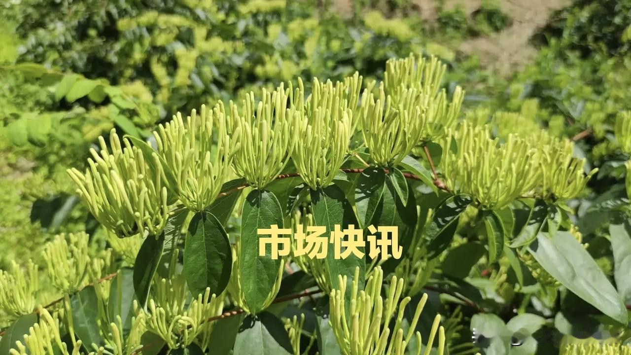 市场快讯：白术坚挺，罗汉果价上调，水栀子反弹，蒺藜稳中显升！

罗汉果：产地货源