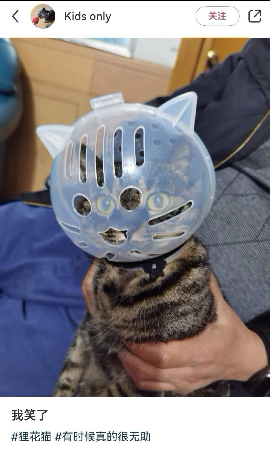 汉狸拔 ？小🍠的网友给自家战斗力爆表的狸花猫买来剪指甲的要我说啊，你能给猫猫戴