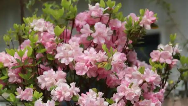 国家气候中心发布的这份赏花推荐，核心在于通过“气象+旅游”的跨界评价，引导公众在