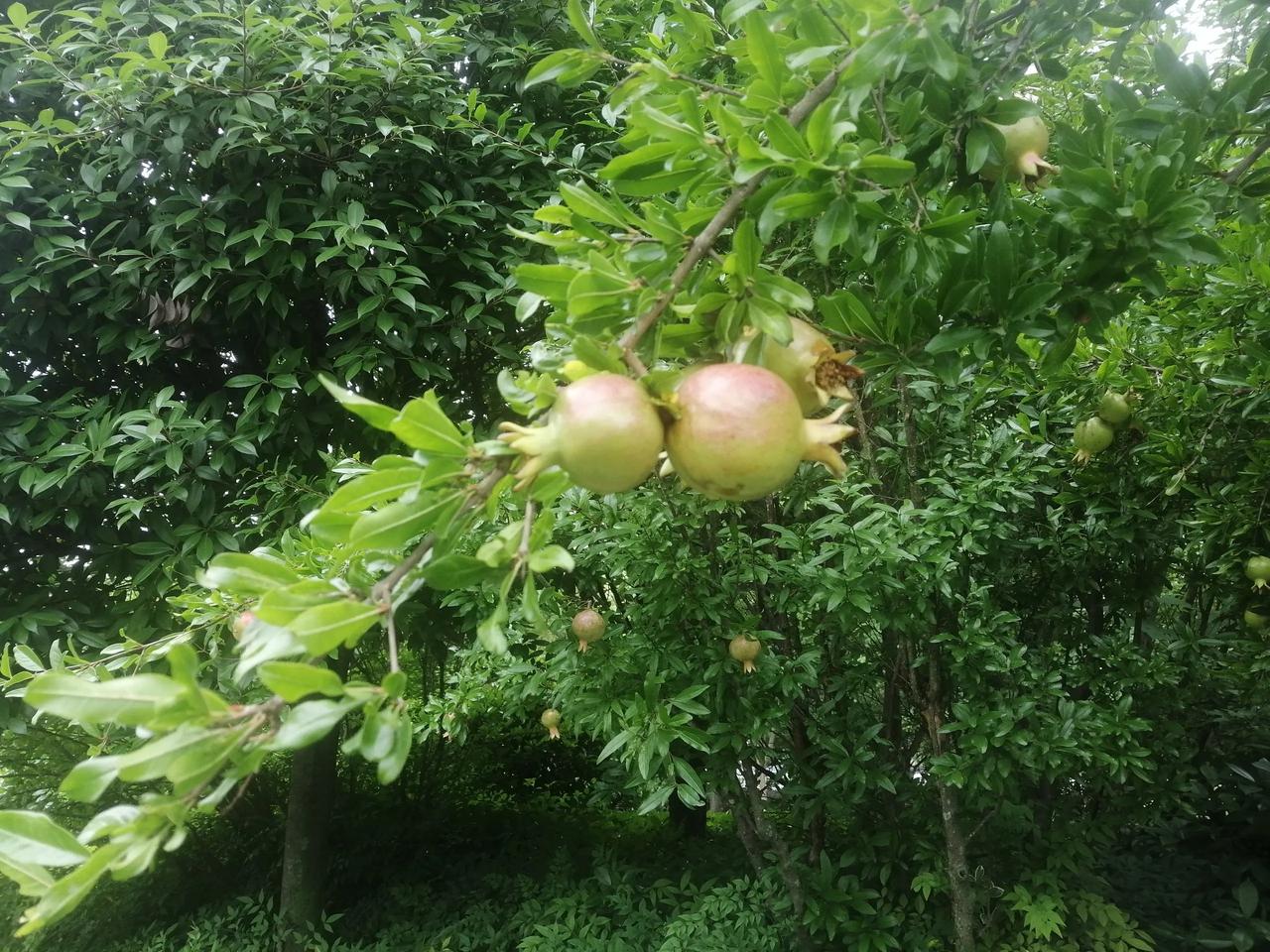 #上联：夏风轻拂送清凉#
这样对可否？
下联：春花悄绽孕英华
或者下联为：秋实深