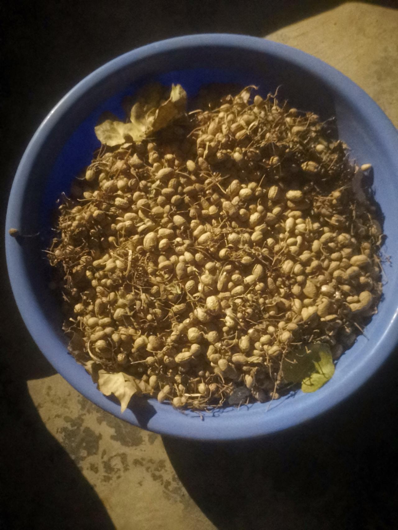 下午六点四十分，我看见外面起风了，白杨树的黄叶纷纷往下落。
我想是不是要下雨了。