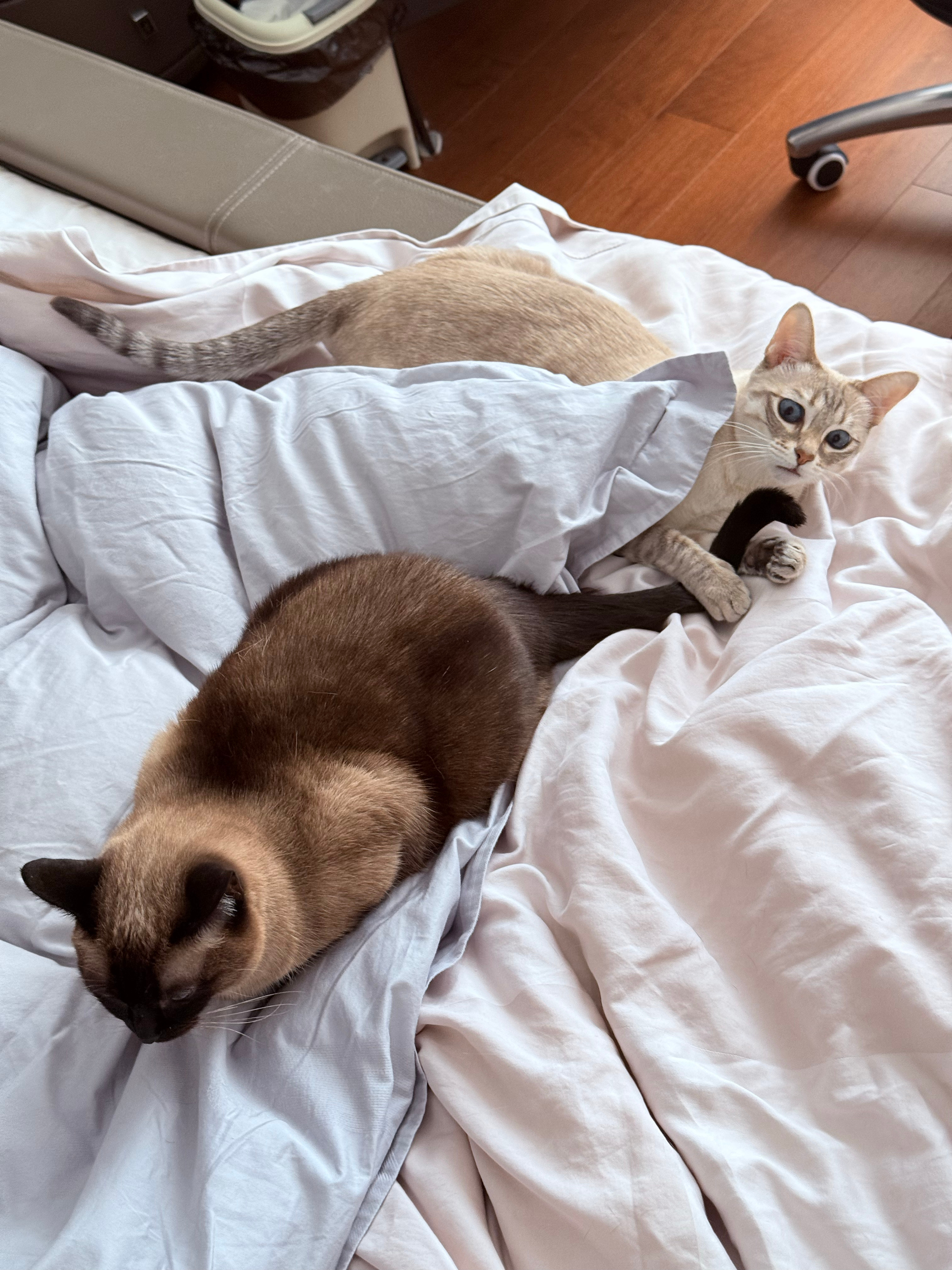 屁：妹妹一直在挑衅椰：尾巴一直在挑衅 