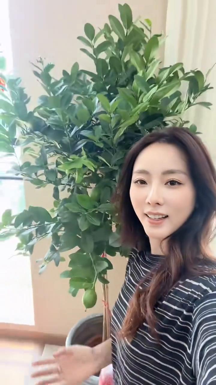 带大家看看我办公室的新伙伴，一颗茁壮成长的柠檬树。看到了吗？硕果累累，过不久就可