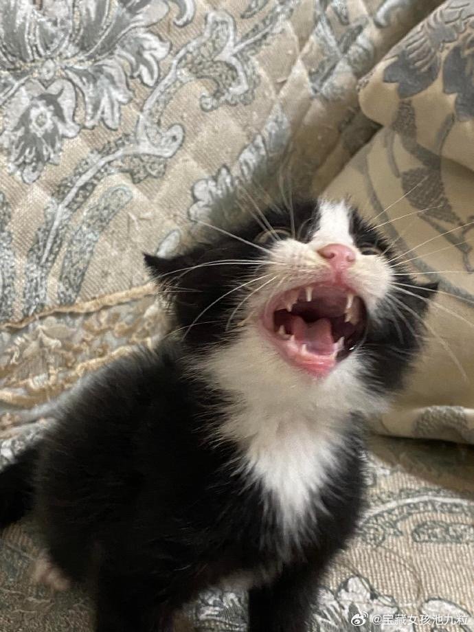 小奶牛真可爱啊🐈‍⬛ ​​ ​​​
