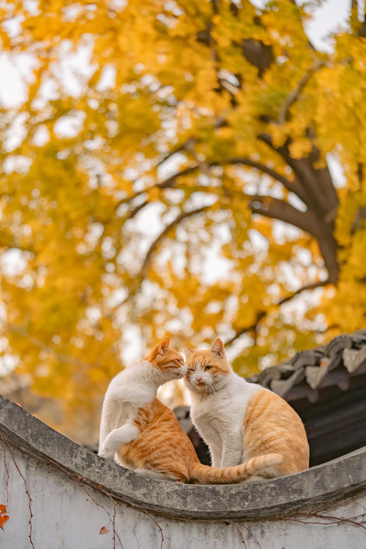 时隔四年，又在苏州园林拍到了猫贴贴。另外，我们新一年的猫猫日历来了，3...