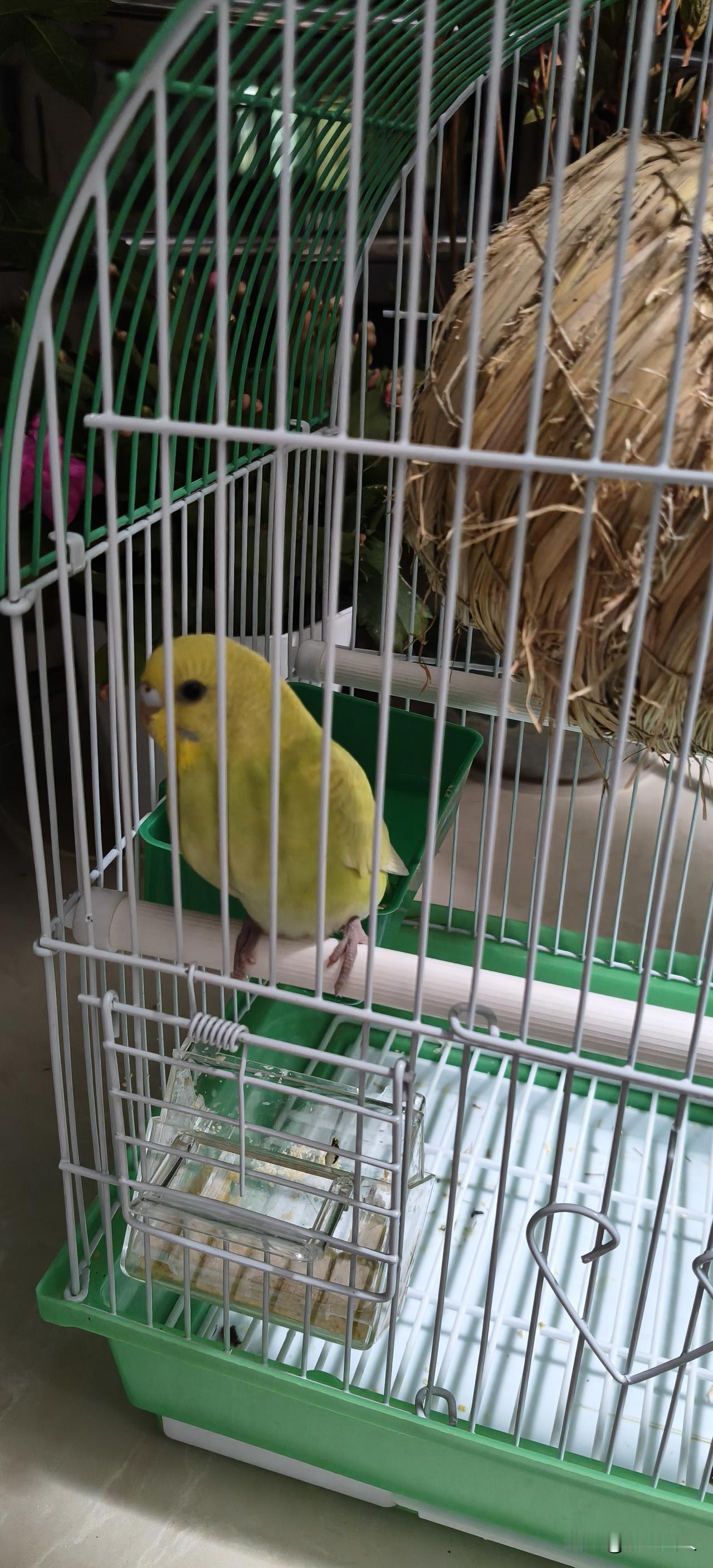 曾慕云间逸，今求食里安。
风吟窗外树，何日再飞天？