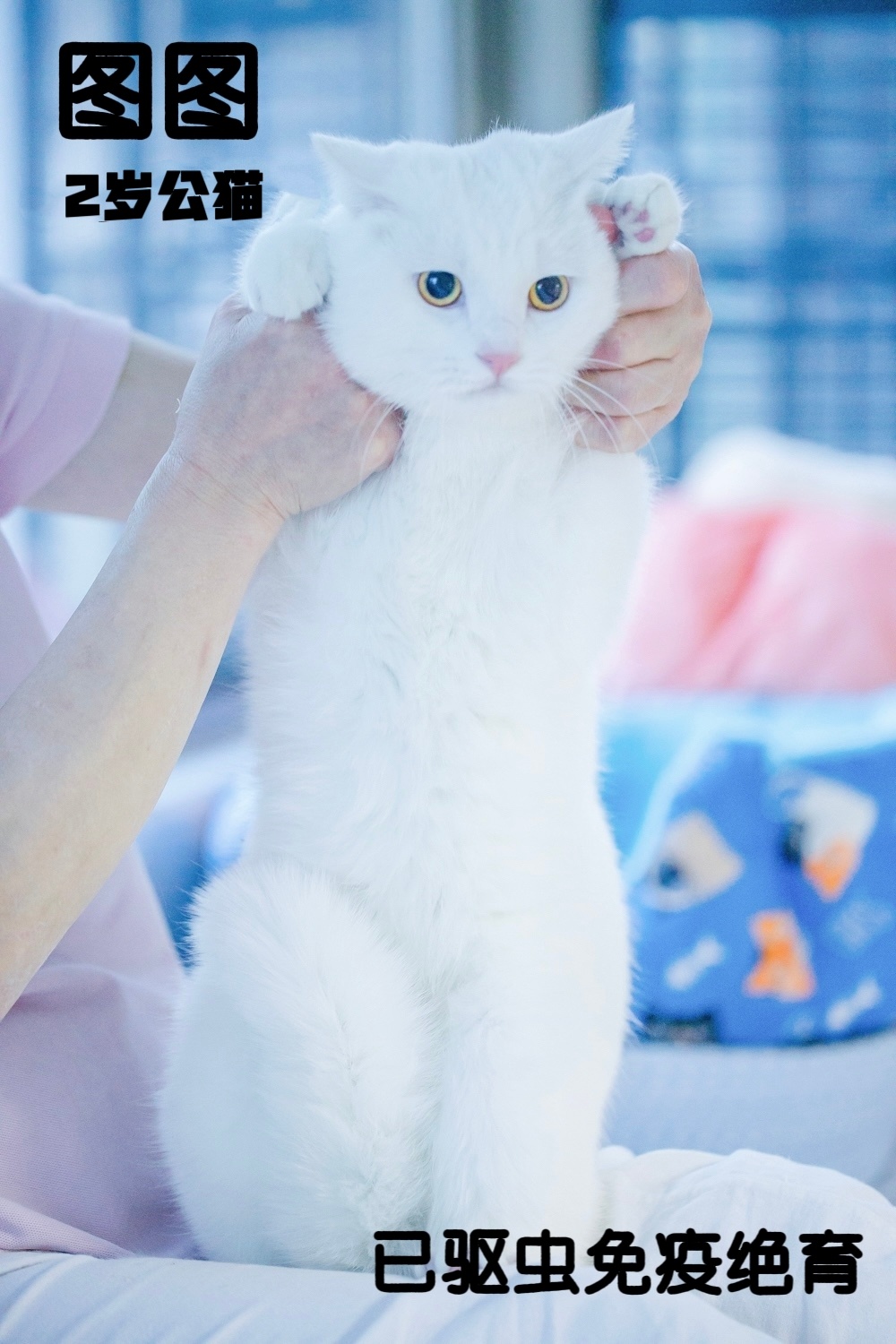 北京领养北京猫咪领养  天佑小屋十八只毛茸茸的小生命正在等一个家！这里有会踩奶的