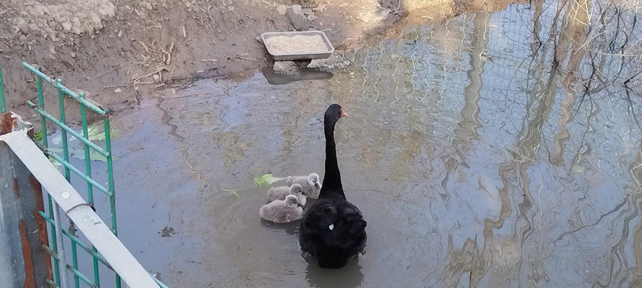 今年冬天的不同：不冷，少雨，少雪，像春天。