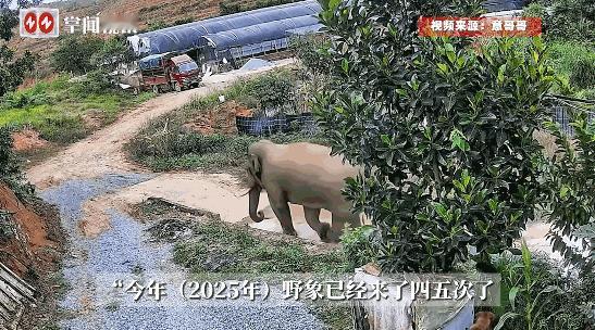 10月22日，云南景洪，一男子离家外出时，忘了关上大门，结果从远处跑来了一头大象