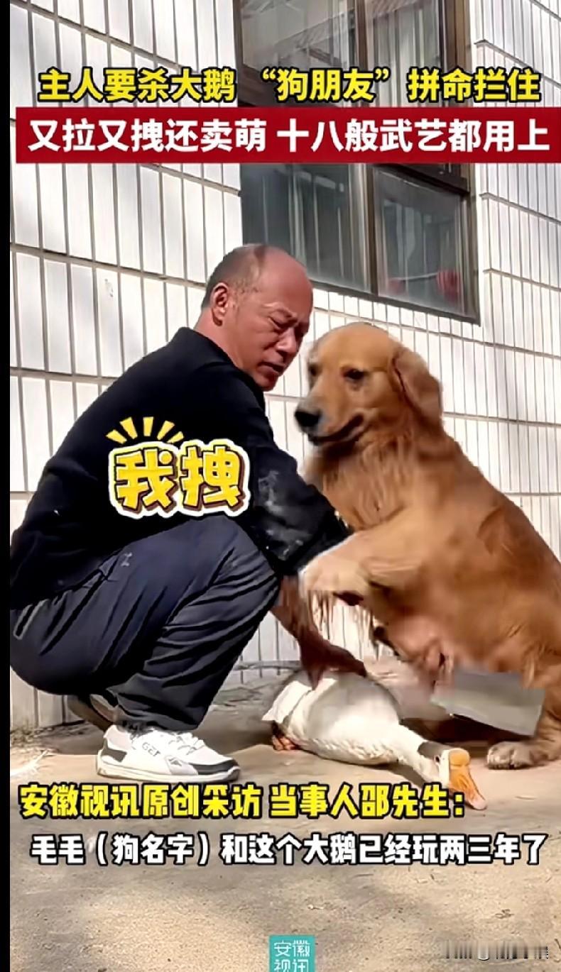 这狗朋友能处！主人要杀大鹅吃肉，没想到小狗看到后拼命的阻拦，不断地拉着主人拿刀的