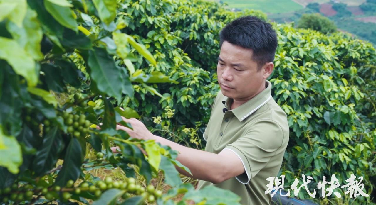 中国咖啡第一村为啥能闯出世界“咖位”？[听歌]

背靠高黎贡山的云南保山新寨村，