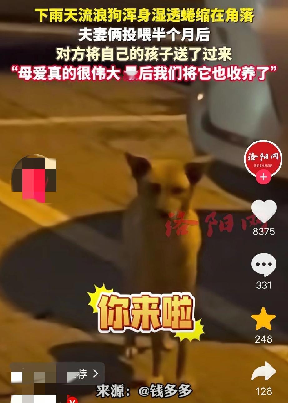 男子在街边发现一流浪狗妈妈蜷缩在角落里，因刚下完雨，狗妈妈浑身湿透，然后，男子就