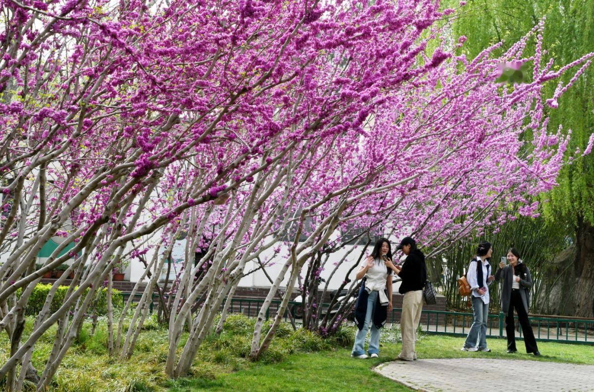剧透！郑州各公园郁金香、海棠、紫荆、梨花、玉兰等花展啥时办？
