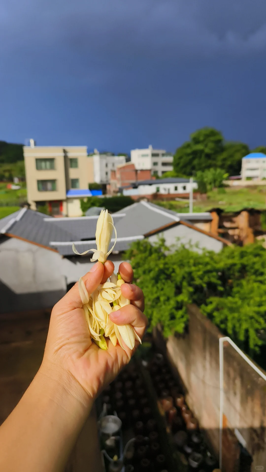 农村舒服，鸟语花香！