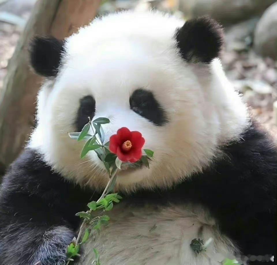 全网第一审美​​​