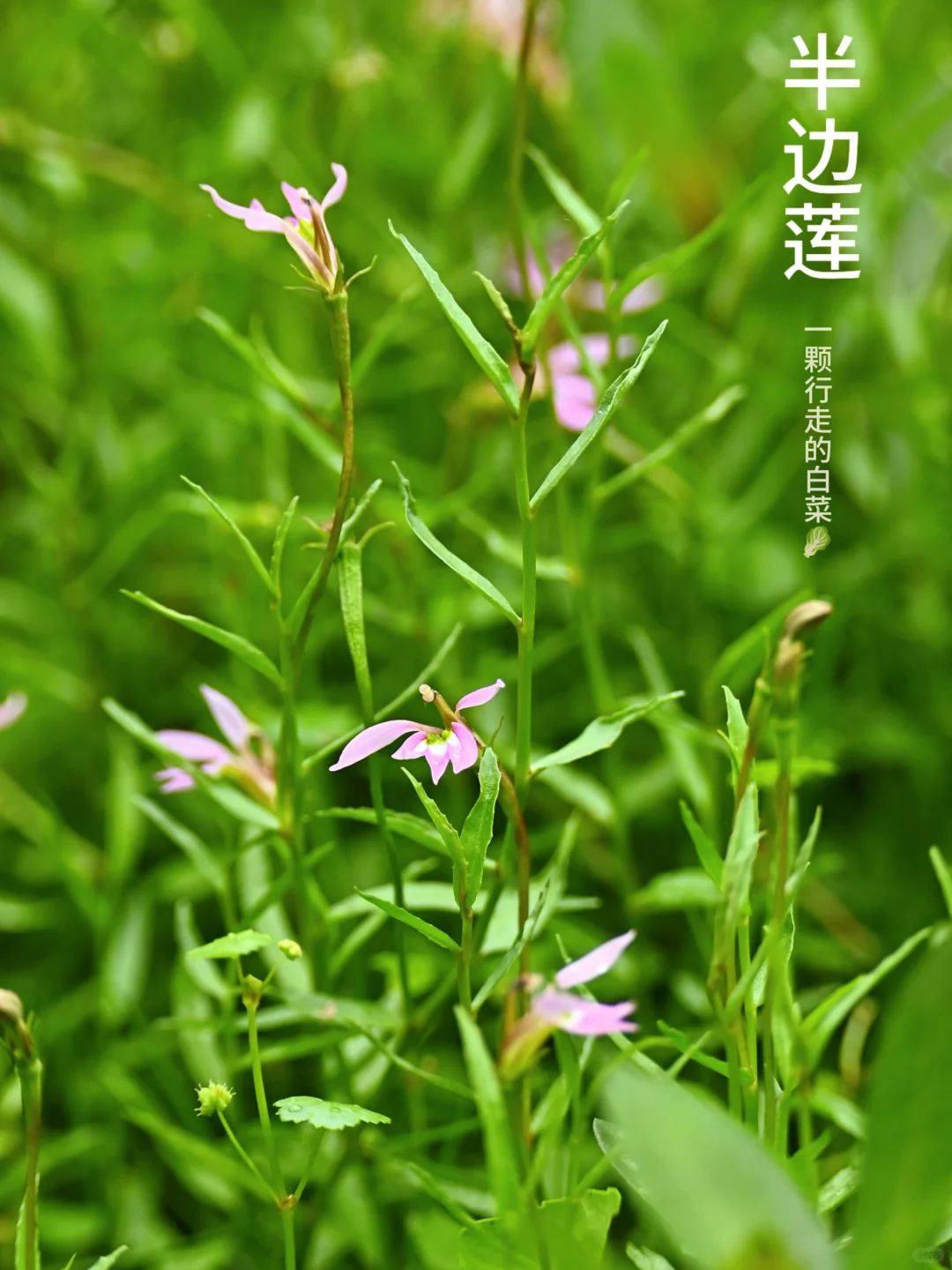 半边莲花 | 与夏天一起绚烂