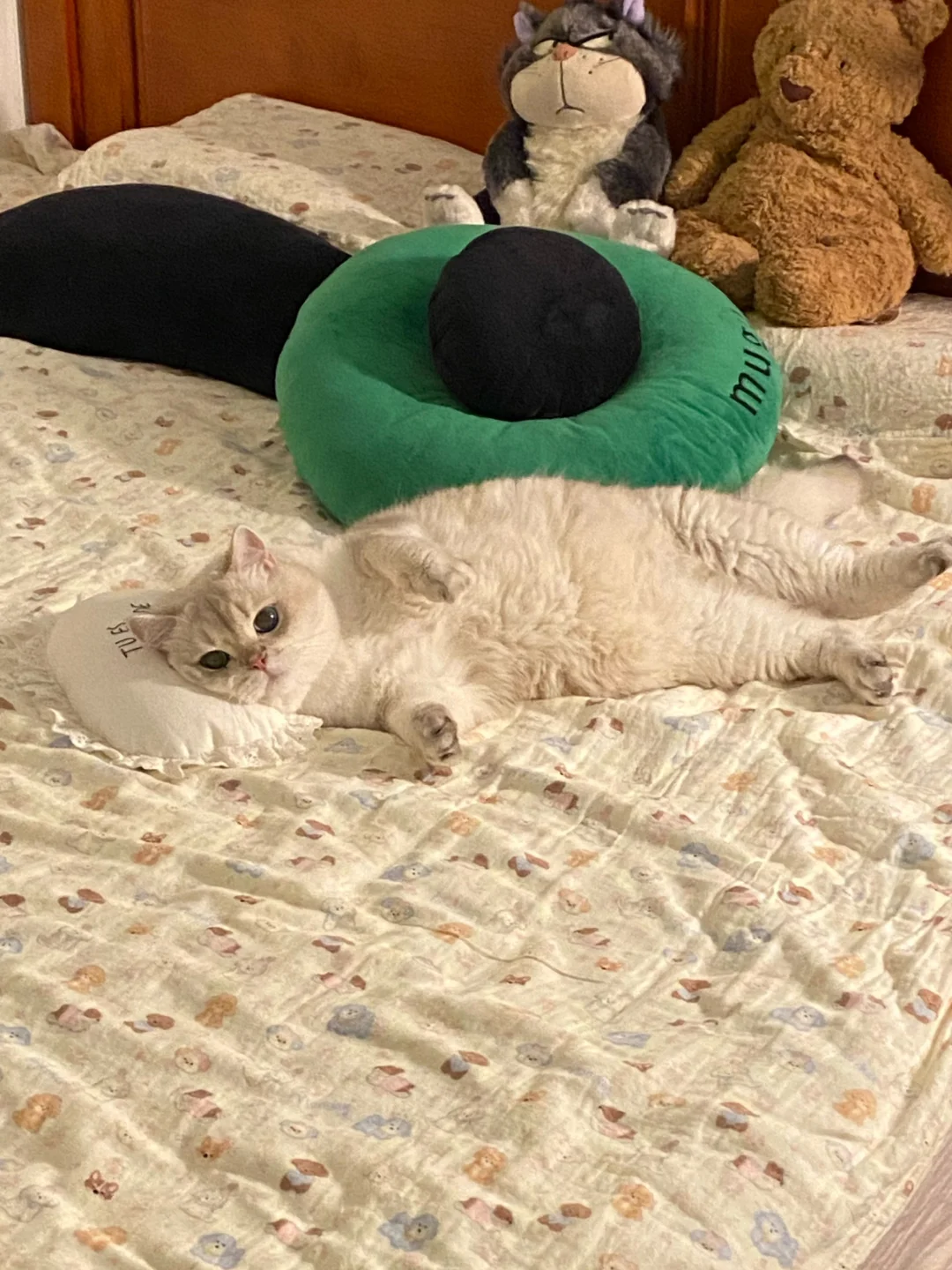 刚回到家看到小猫