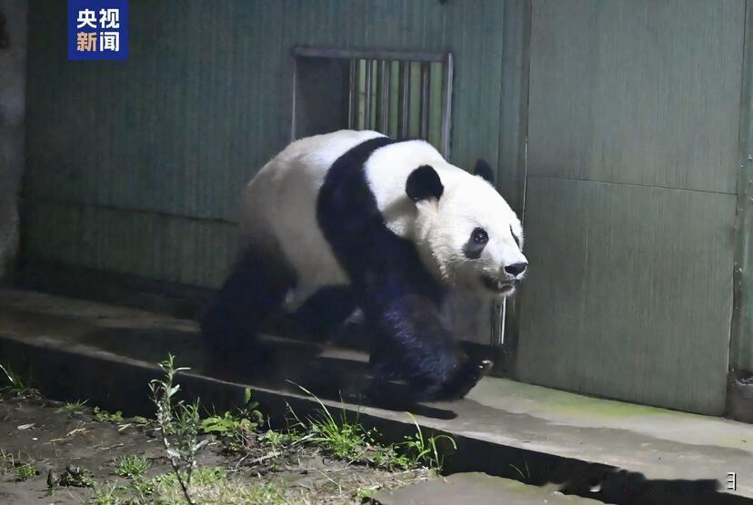 28日晨，东京上野动物园精心照料的龙凤胎大熊猫