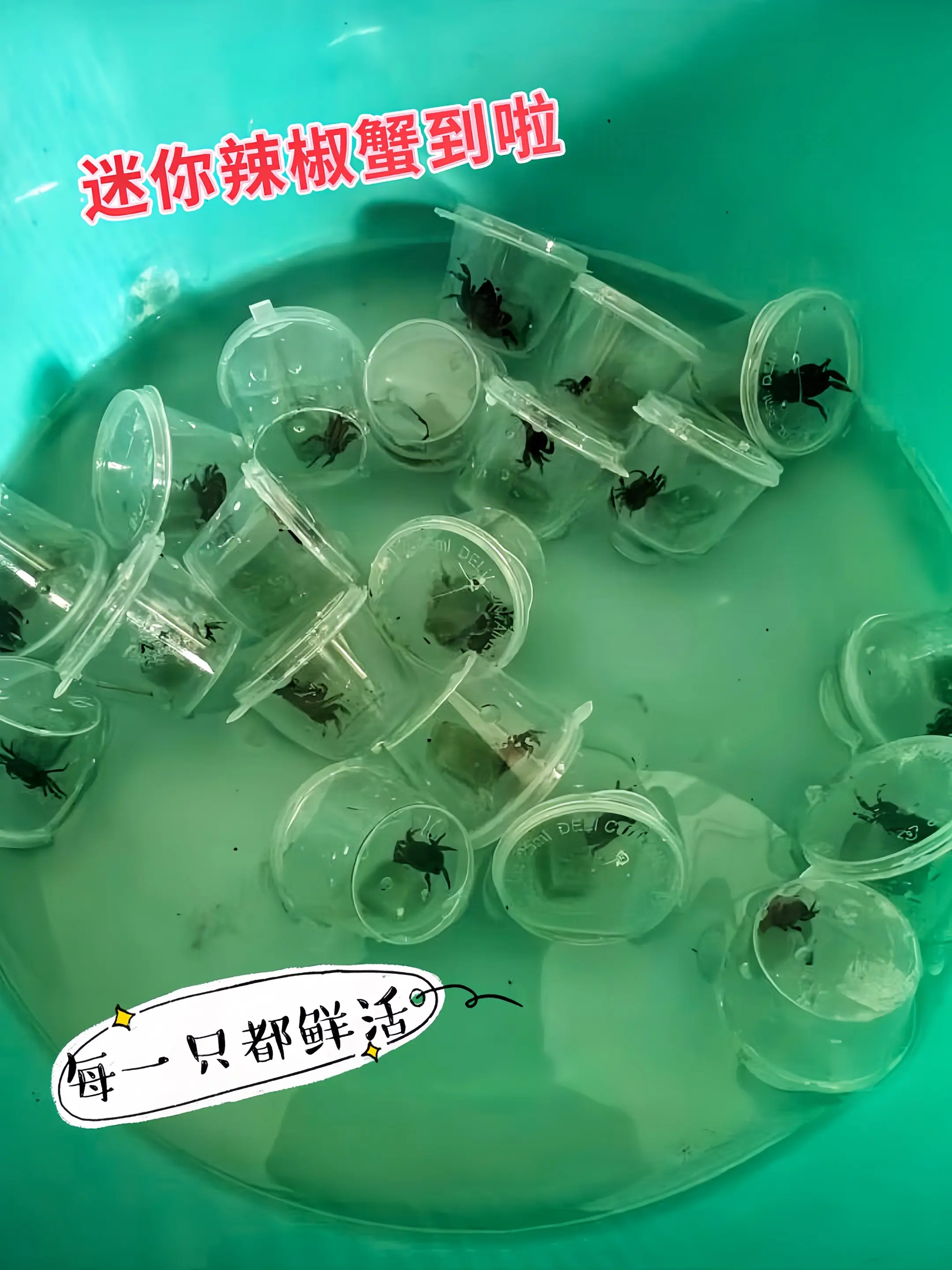 小小身躯，大大能量！迷你辣椒蟹入驻鱼缸，不仅是灵动的点缀，还能清理残渣...