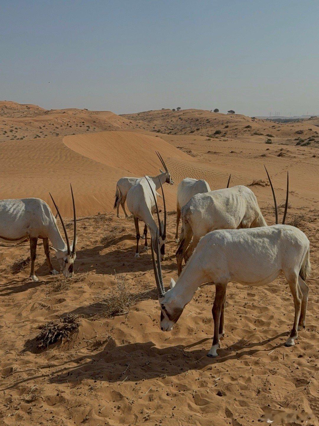 Ras Al Khaimah🐫🏜️  ​​​