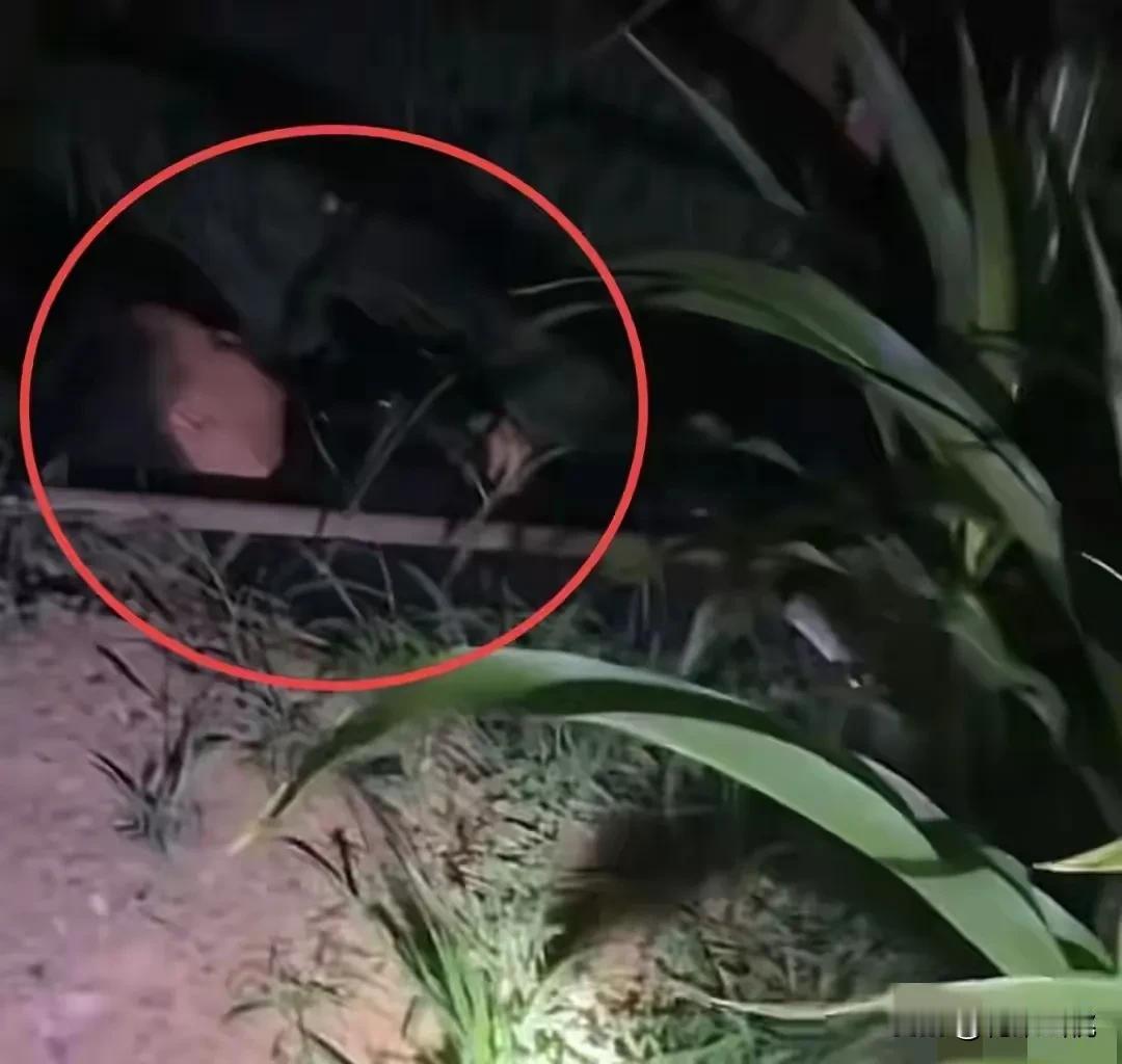 一对中年夫妻夜晚在田里浇地，
休息的时候妻子突然发现丈夫不见了！
妻子到处找十几