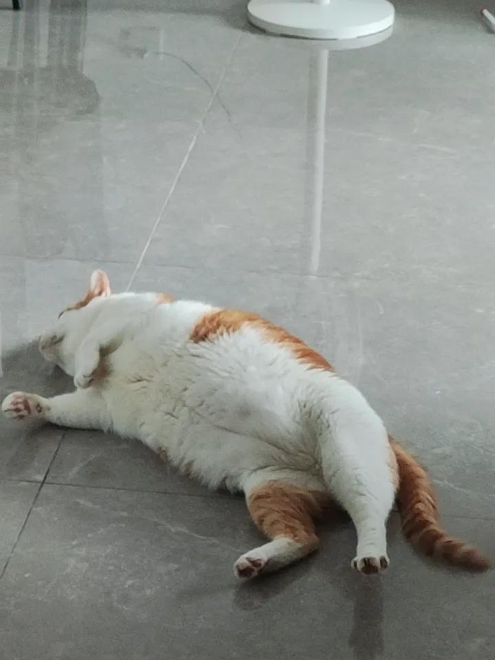 超级可爱，懒洋洋的猫咪，享受着午后的阳光🌞🐱